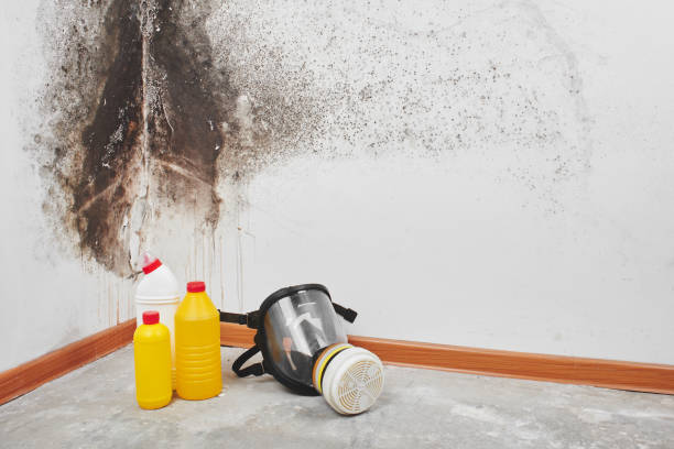 Best Mold Testing  in Hilton, NY