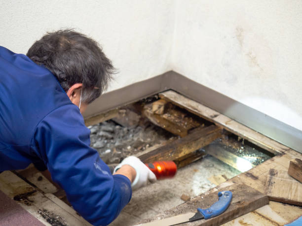 Best Office Mold Removal Services  in Hilton, NY