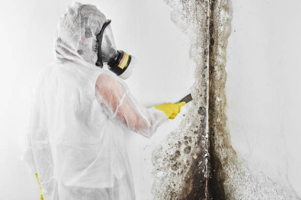 Mold Testing and Removal in Hilton, NY
