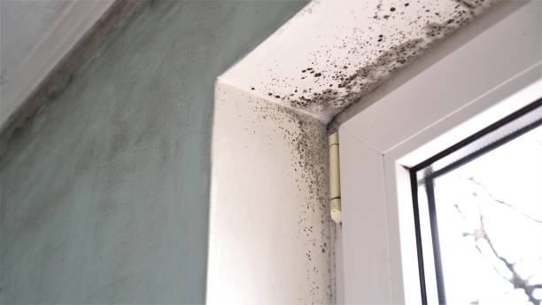 Best Local Mold Removal Service  in Hilton, NY