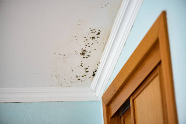 Best Mold Cleaning Services  in Hilton, NY