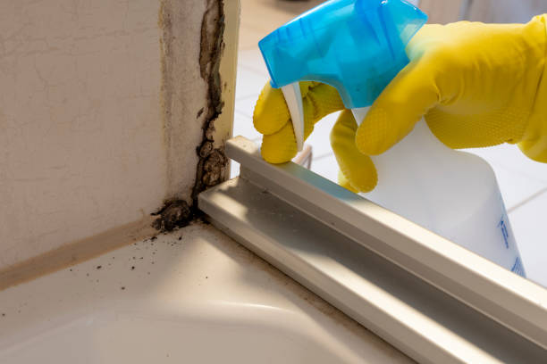 Best Mold Remediation  in Hilton, NY