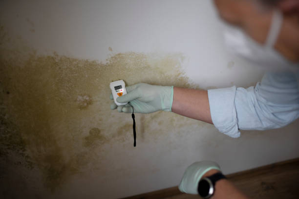 Best Affordable Mold Removal  in Hilton, NY