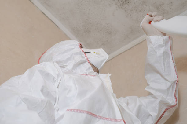 Best Residential Mold Removal  in Hilton, NY