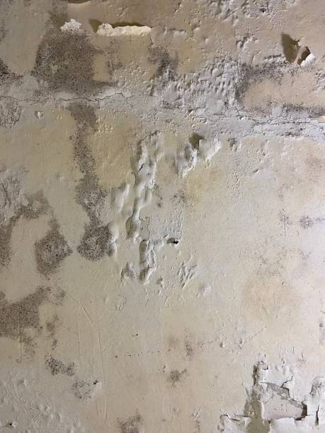 Best Local Mold Removal Service  in Hilton, NY