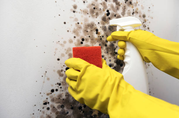 Best Office Mold Removal Services  in Hilton, NY