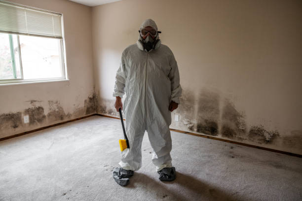 Best Mold Damage Repair  in Hilton, NY
