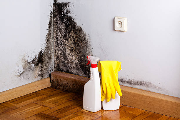 Best Commercial Mold Removal  in Hilton, NY