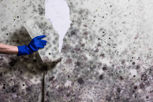 Best Black Mold Removal  in Hilton, NY