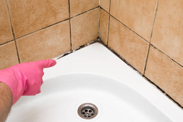 Best Emergency Mold Removal  in Hilton, NY